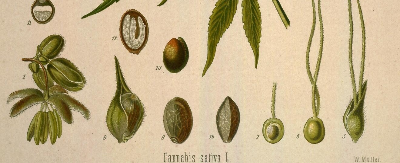 Konopná semena a jejich řezy nakreslené v Köhlerově Medizinal-Pflanzen, 1887