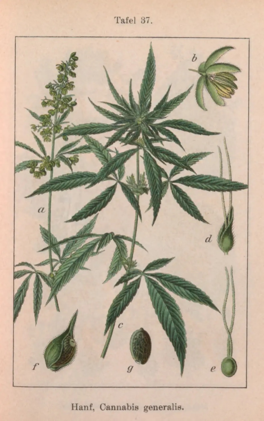 Ručně kolorovaná botanická tabule konopí se semeny ze Sturmova díla Flora von Deutschland, 1796
